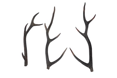 Lot 44 - THREE CHINESE LACQUERED WOOD ANTLERS FROM A TOMB GUARDIAN, ZHENMUSHOU
